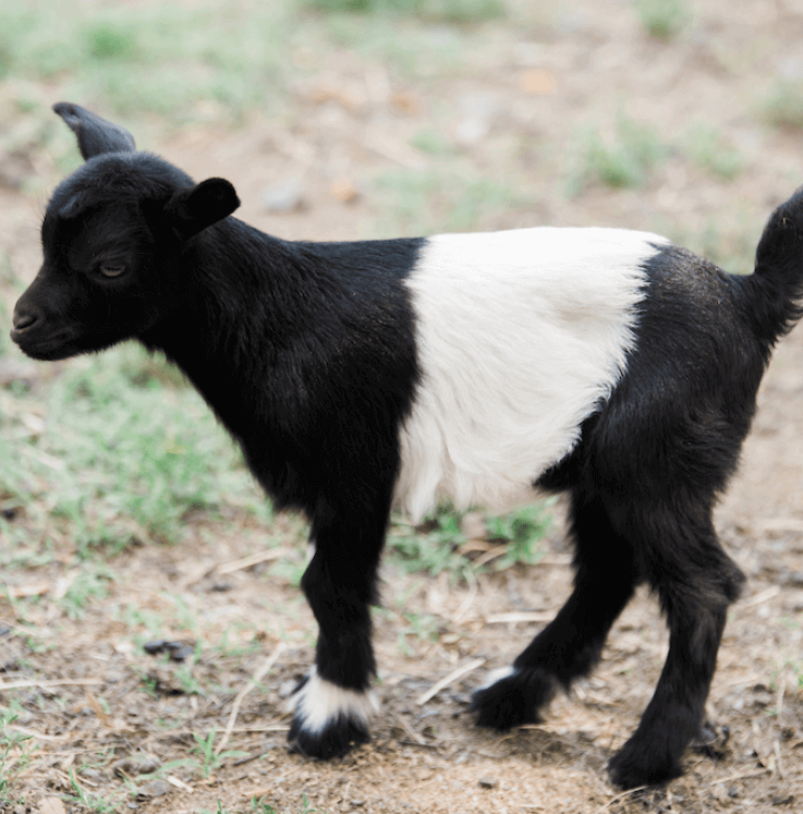 baby belted goat