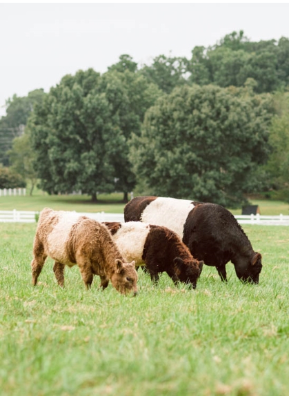Cows in a field at Fearrington Village