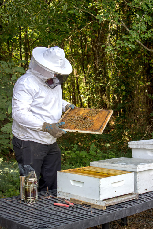 Bee program at Fearrington Village