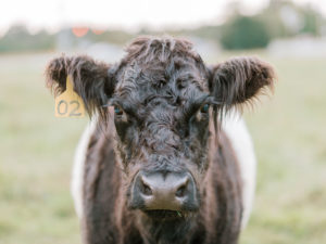 belted galloway at fearrington