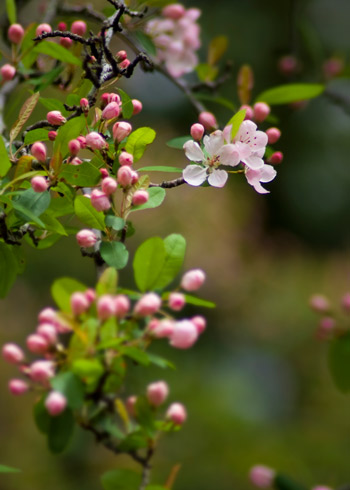 flowering tree in Fearrington Village