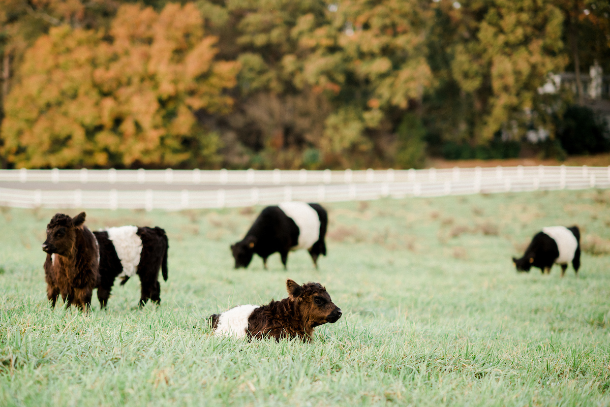 belted galloways in the pasture