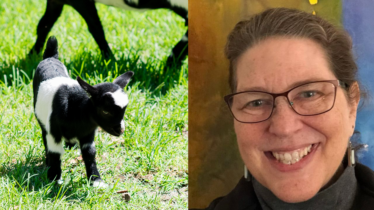 spring lamb with margot lester