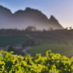 Remhoogte Wine Estate