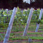 sanctuary vineyards