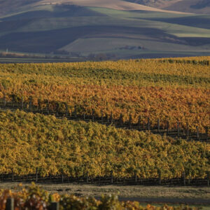 sleight of hand vineyards