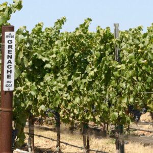 grenache sign in vineyards