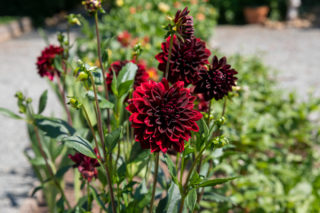 What's your favorite Fearrington flower?​​​​​​​​ ​​​​​​​​ We're partial to the early spring daffodils, but the dahlias and hydrangeas of summer are a close second! ​​​​​​​​ ​​​​​​​​ ​​​​​​​​ #garden #bloom #flower #pretty #peaceful #stroll #walk #fearrington #fearringtonnc #fearringtonvillage #nc #northcarolina #gardensofnc #gardensofnorthcarolina #nature #outdoors #naturewalk #raleigh #durham #chapelhill #escapefromthecity #peace @ourstatemag @wraloutandabout @wral @chathammagazine @chapelhillmag @tsgtriangle @relaischateaux