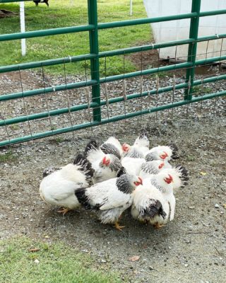 Clearly, a very important chicken meeting.

What do you think they’re clucking about?