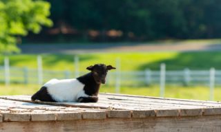 Have you visited the baby goats at the Village Center this season?​​​​​​​​ ​​​​​​​​ We have thirteen this year; swing by sometime and see if you can spot all of them!​​​​​​​​ ​​​​​​​​ ​​​​​​​​ #baby #babygoat #cute #instagood #sweet #tennesseefaintinggoat #goat #goatsofinstagram #luckythirteen #thirteen #animalsofinstagram #animalsdoingthings #animalsofrelaisandchateaux @relaischateaux